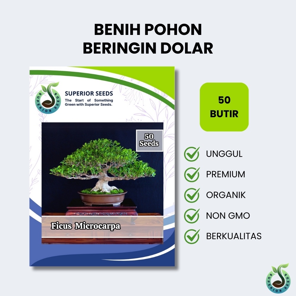 Biji Benih Bonsai Pohon Ficus Microcarpa | Beringin Dolar (Superior Seeds)