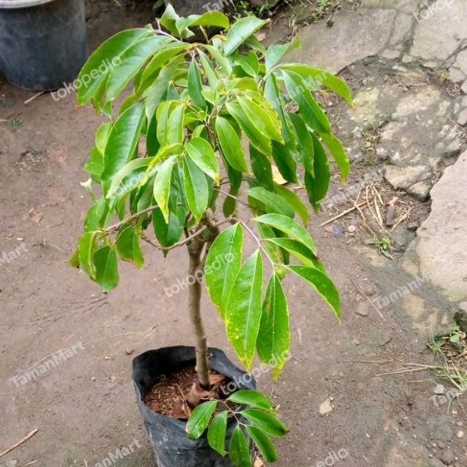 bibit tanaman buah leci merah siap berbuah batang besar pohon buahan PREMIUM