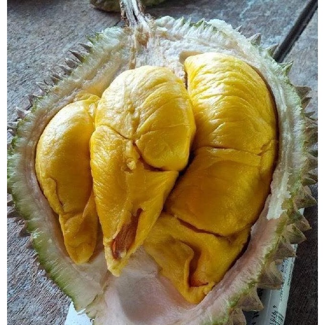 Durian Musang King / Bibit Pohon Buah Duren Malaysia Kw+ PREMIUM