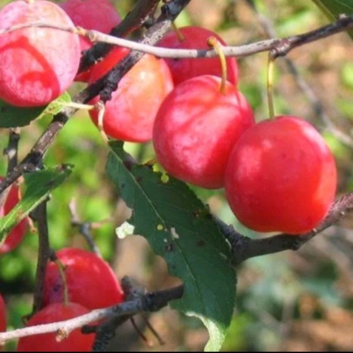 Bibit Buah Plum Merah / Red Plum, Cepat Berbuah PREMIUM