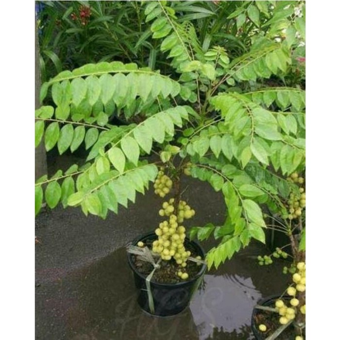 Bibit Cermai Super / Bibit Cermai Okulasi / Bibit Buah Buahan PREMIUM