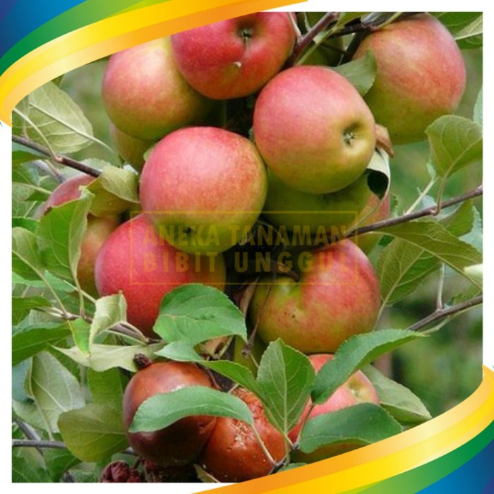 Bibit Tanaman Buah Apel Anna Malang PREMIUM