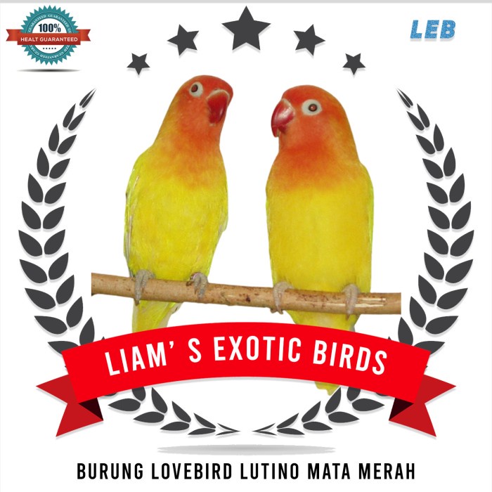 Burung Lovebird Lutino Mm (Mata Merah)
