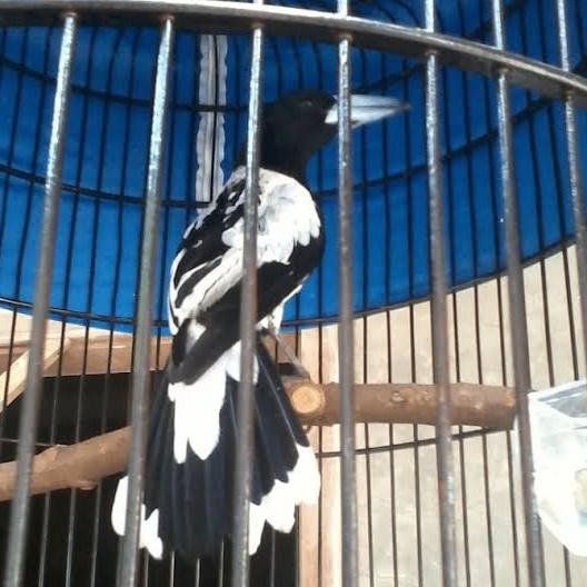Hot Sale Burung Jagal Papua Blorok Rawatan