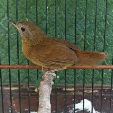 Burung Wambi Mini Import