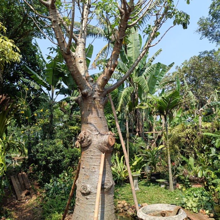 Pohon Kaki Gajah/Pohon Baobab Besar