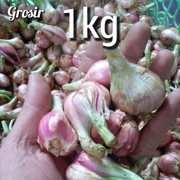 

Wdo - Bawang Sumenep Mentah Besar 1 Kg Harga Grosir