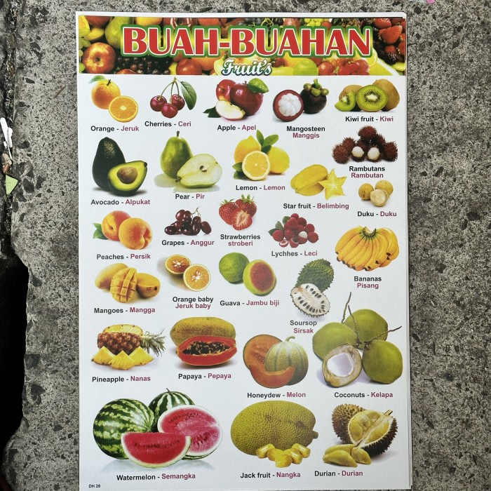 [deloth] - Paket 10 pcs Poster Edukasi anak Belajar Hewan dan Binatang