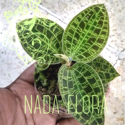 

TERBARU! desk gift plantaria #1