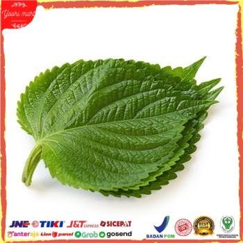 

Perila Leaf Freh Daun Wijen Muda Bunguan Bbq Eperti Draor