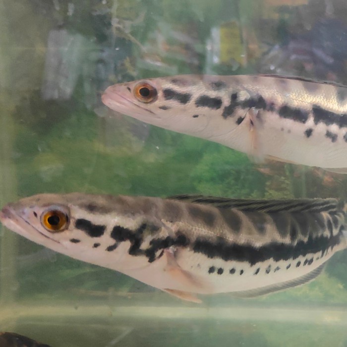 

Gabus Toman size jumbo -+30cm