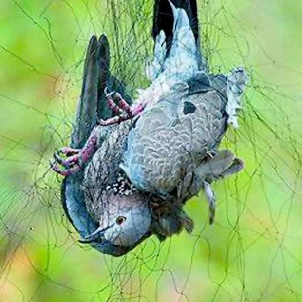 PREMIUM Jaring Penangkap Burung Kelelawar dll