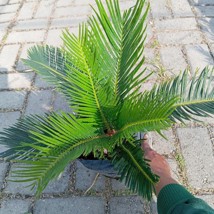 New Tanaman Palem Sikas Ukuran Jumbo Ready