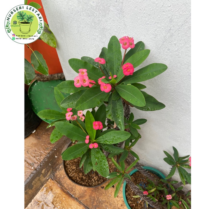 New Tanaman Bunga Hias Euphorbia Bunga Kecil Ready