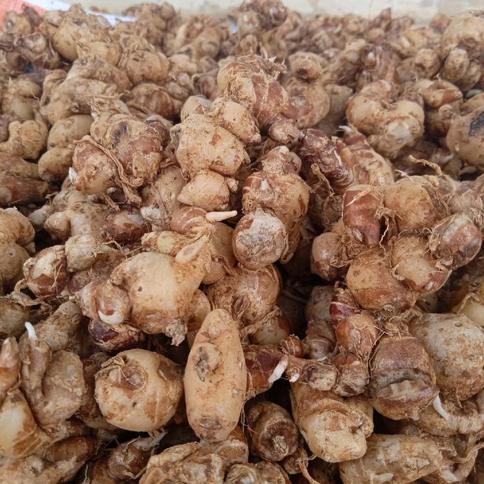 

1Kg CIKURBUMBU MASAKAN BUMBUREMPAH DAN MAKANAN KERING ATAU BASAH Asin/Manis Goreng Food KacangPedas