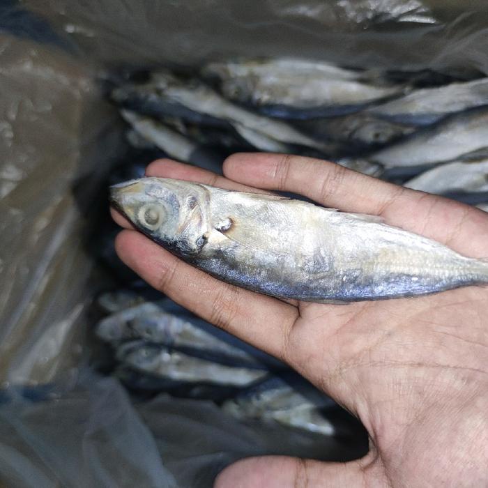 

Ikan Asin Peda Layang 1000gr