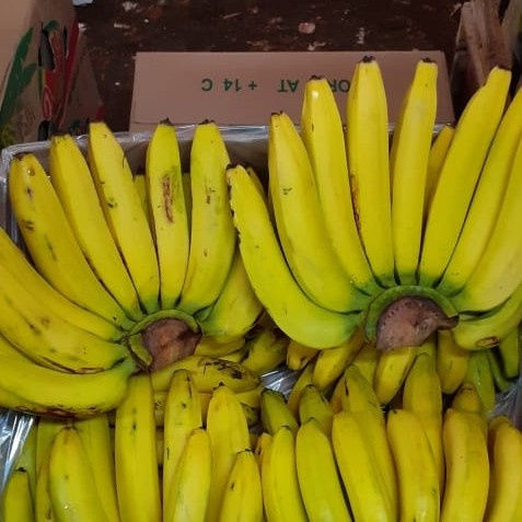 Tersedia Pisang Ambon Kuning/1 sisir