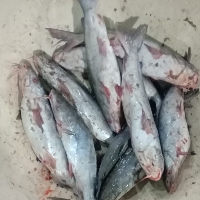 

SALE !!! IKAN JAMBAL ROTI SEGAR READYY