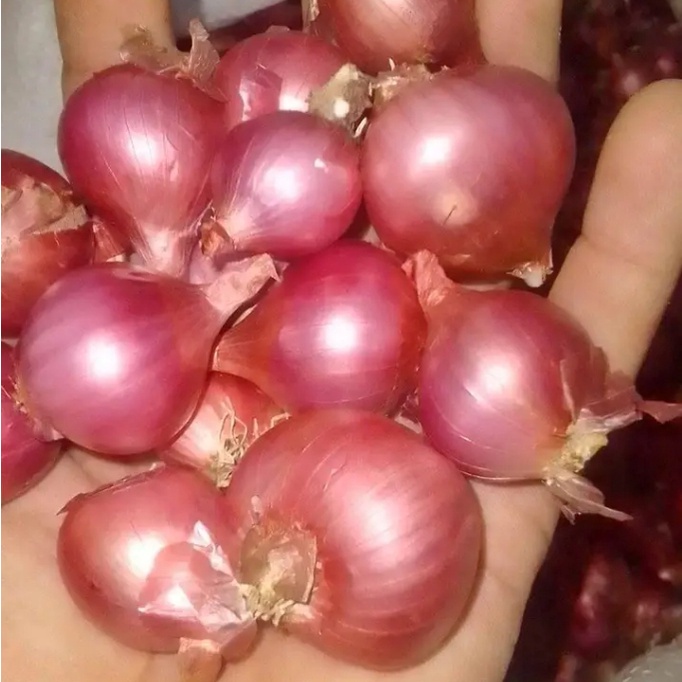 

Bawang Merah Asli garut 500 gr / UMKM lokal Asal Garut