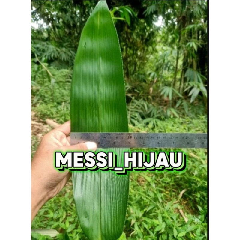 

Daun bacang Daun Bambu jumbo 100pcs 10cm-11cm