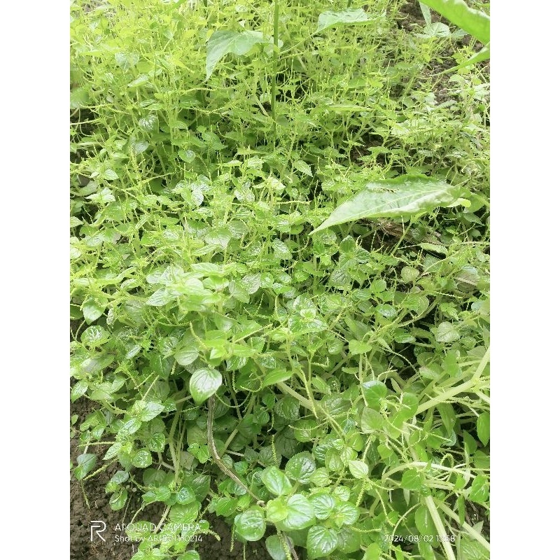 

PROMO DAUN SIRIH CINA SEGAR ISI 500 GRAM