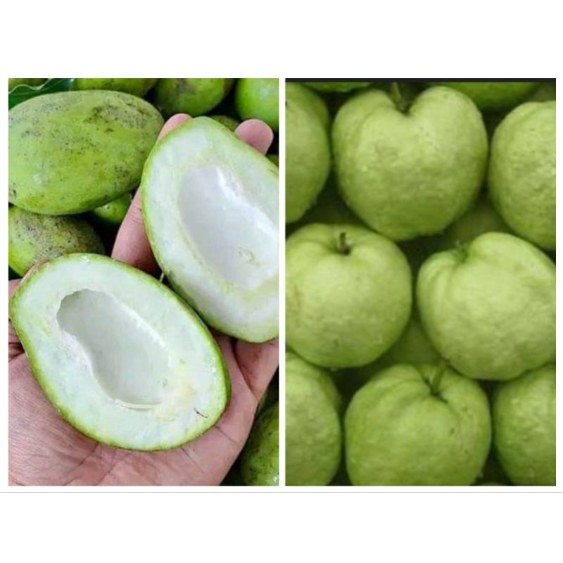 

mangga muda mix jambu kristal isi 1kg