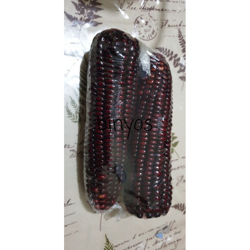

Jagung Ketan Ungu