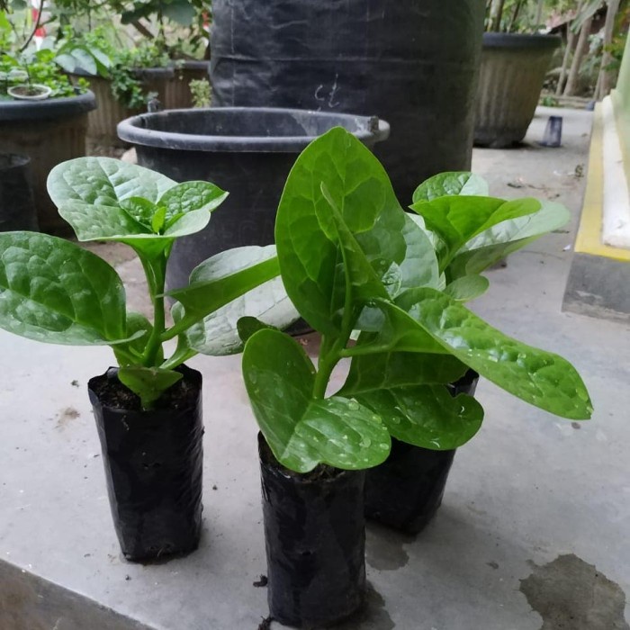 BERKUALITAS Angkung Bibit Tanaman Herbal Bayam Malabar Daun Angkung Anggong