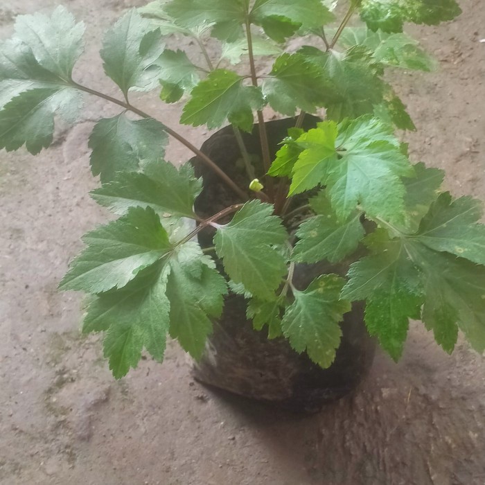 TERBATAS Bibit Tanaman Purwoceng/Purwaceng/Kisaat Herbal