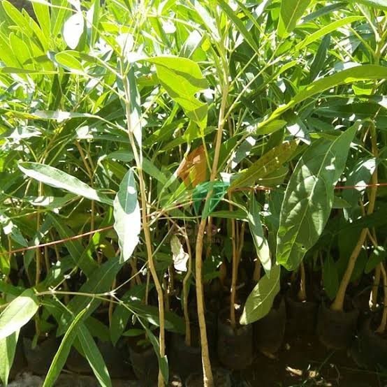 OBRAL bibit tanaman tabebuya pink tinggi 1 meter