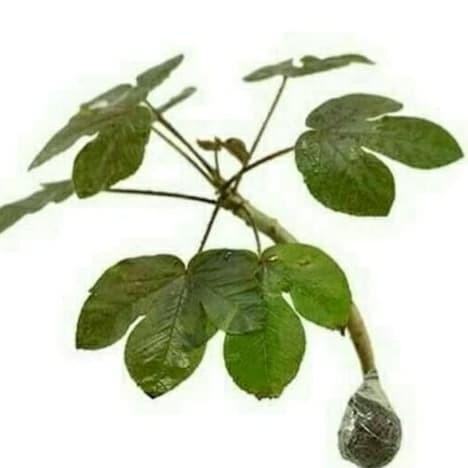 OBRAL Pohon Jarak Merah/Jarak Wulung-Bibit Tanaman Jarak Merah