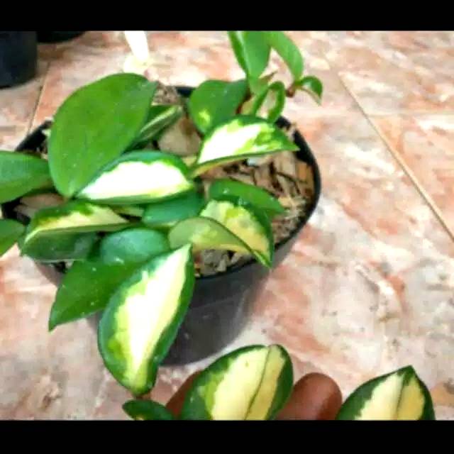 Tanaman hias hoya carnosa - tanaman hias hoya carnosa varigata