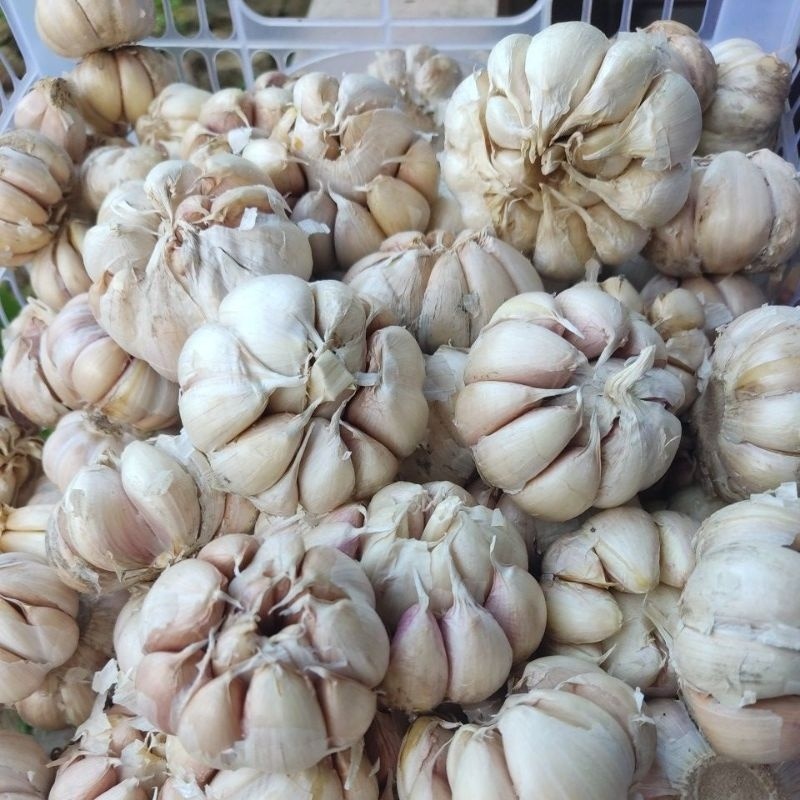 

HJE 1kg Bawang putih