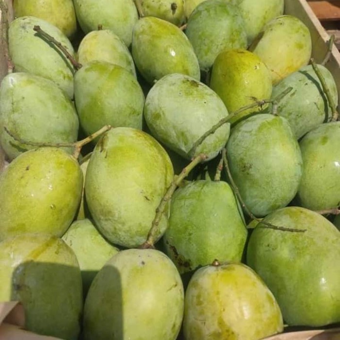 

HJK buah mangga cengkir indramayu