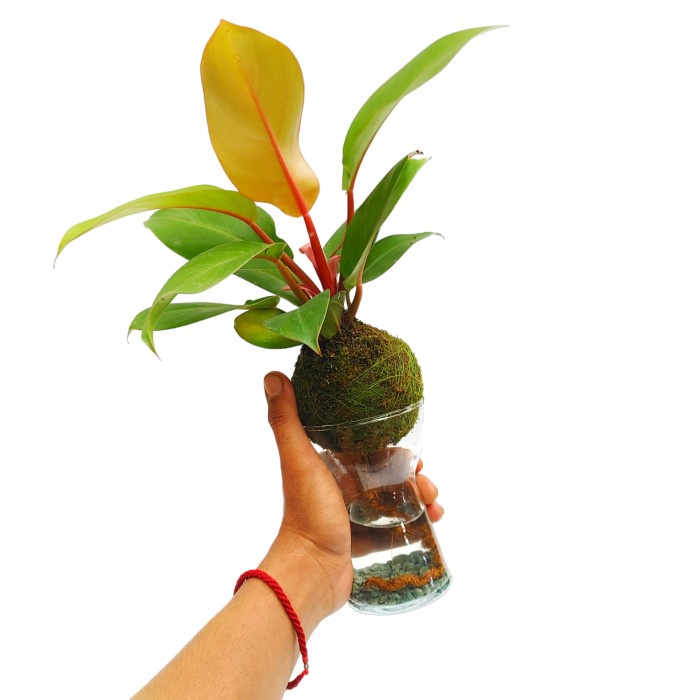 Sale Terbatas Sip'N'Dip - Orange Juice Philodendron Aman