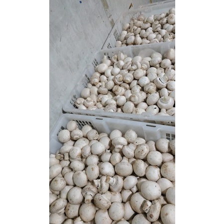 

Jamur kancing / jamur champignon