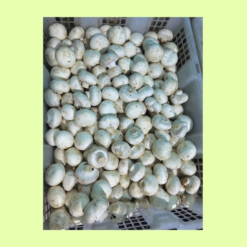 Jamur kancing/ jamur champignon/ jamur fresh
