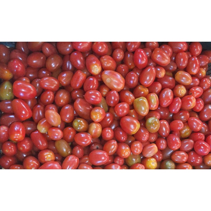 

tomat cherry 500 gram