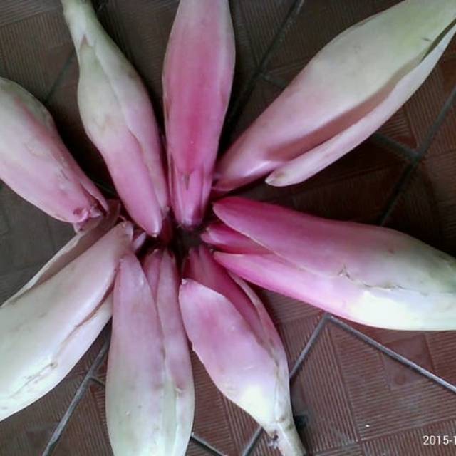 

Kincung/Kecombrang/honje/kembang rias/kembang kecombrang