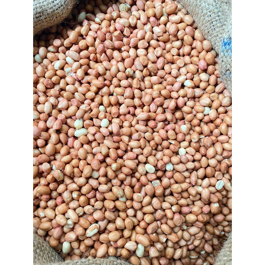 

Kacang Tanah Asli 100% Terjamin Bagus