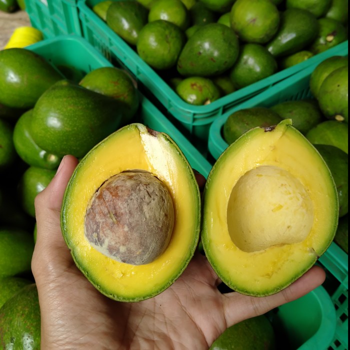

Alpukat Mentega Mini Bergaransi Avocadoid