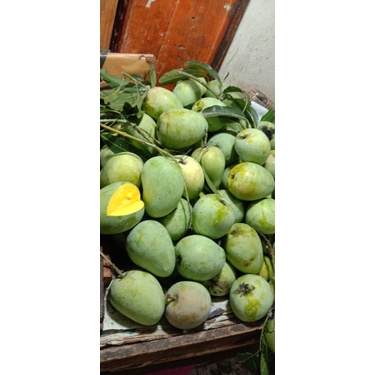 

Mangga KOPYOR TO muda mentah 1 kilogram Manis Segar Tidak begitu asem mentah fresh mangga mengkel