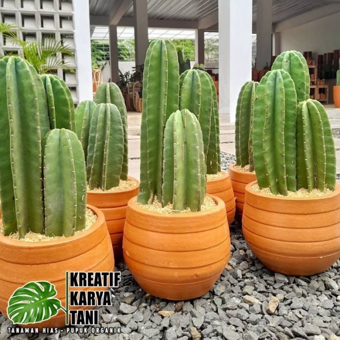 

HJK Kaktus koboi tanpa duri satu set isi 3 - paket satu set kaktus koboi