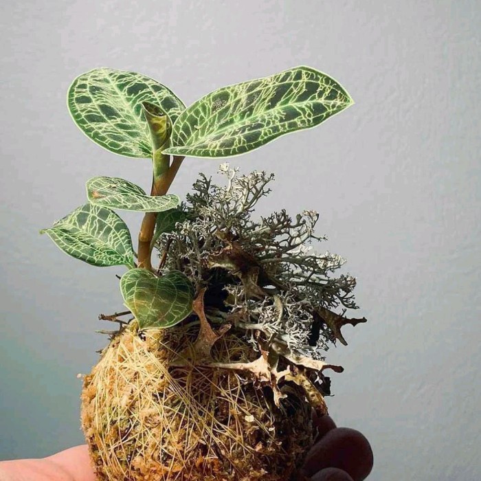 

HJK TANAMAN HIAS ANGGREK KIAKSARA KI AKSARA JEWEL