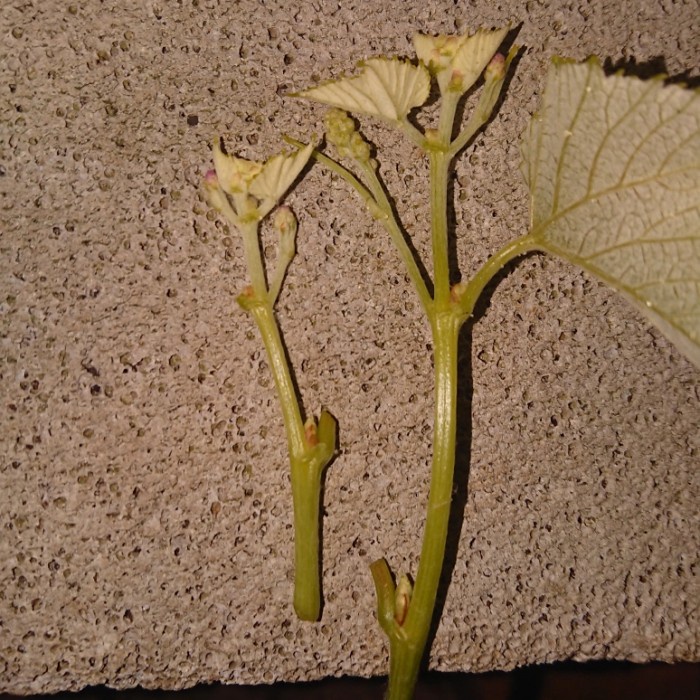 

HJK entres anggur import