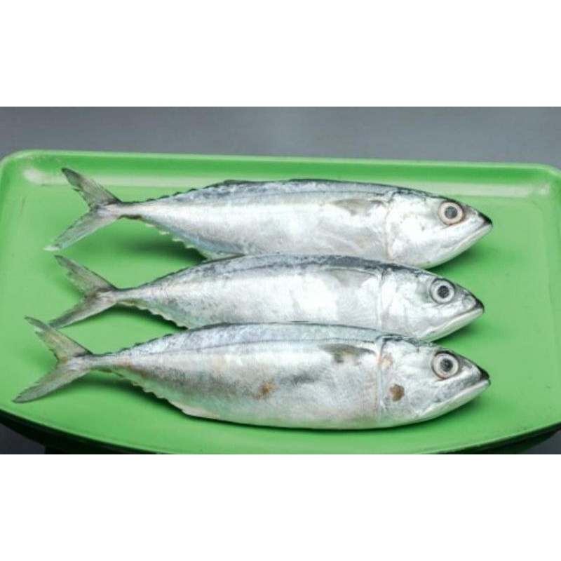 

Ikan KEMBUNG BANJAR KWALITAS PEMIUM 1KG PALING MURAH