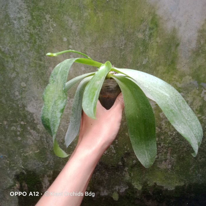 Promo Terbatas Anggrek Bulan Phalaenopsis Amboinensis X Phalaenopsis Lueddemanniana Aman