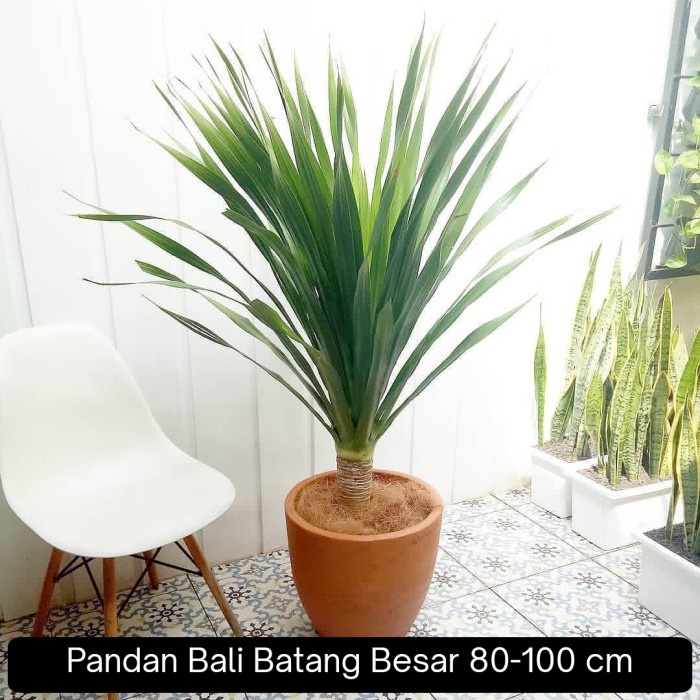 Promo Terbatas Pohon Pandan Bali Tinggi 80-100 Cm Batang Besar - Pandan Bali Aman