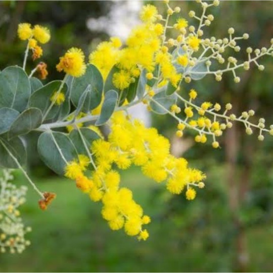 Sale Terbatas Blue Pearl Acacia Tree Podalyriifolia - Tanaman Hias Indoor Outdoor Aman