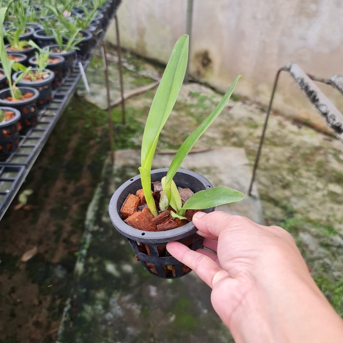 Promo Terbatas Anggrek Cattleya Laelia Tenebrosa Aman